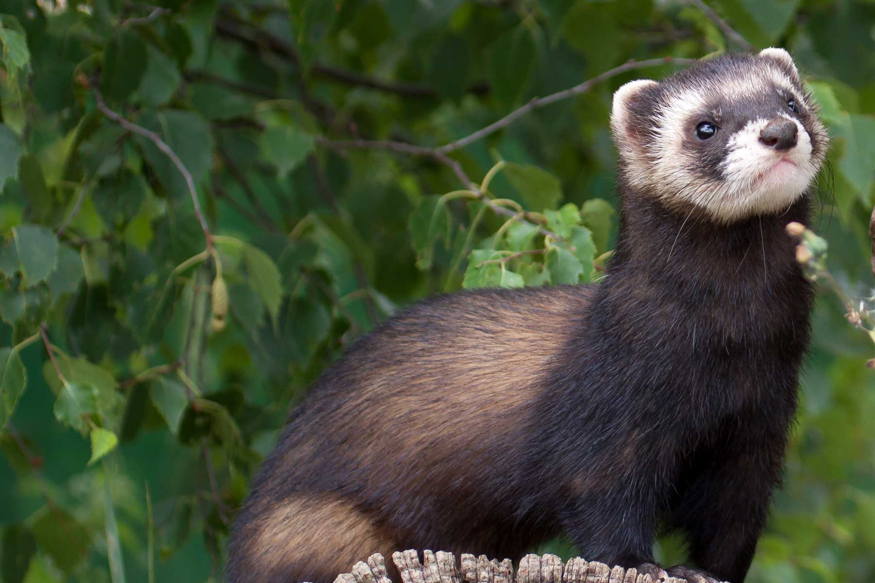 European Polecat
